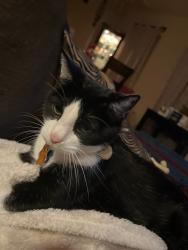 Lost Male Cat last seen son Park and Wild Bird Dr. 77373, Spring, TX 77373