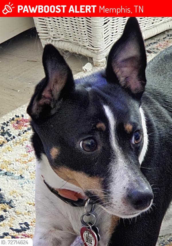 Lost Female Dog last seen Charles Bryan and Elmore, Memphis, TN 38134