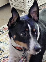 Lost Female Dog last seen Charles Bryan and Elmore, Memphis, TN 38134