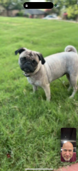 Lost Female Dog last seen Northwest and La Paz, Mesquite, TX 75150