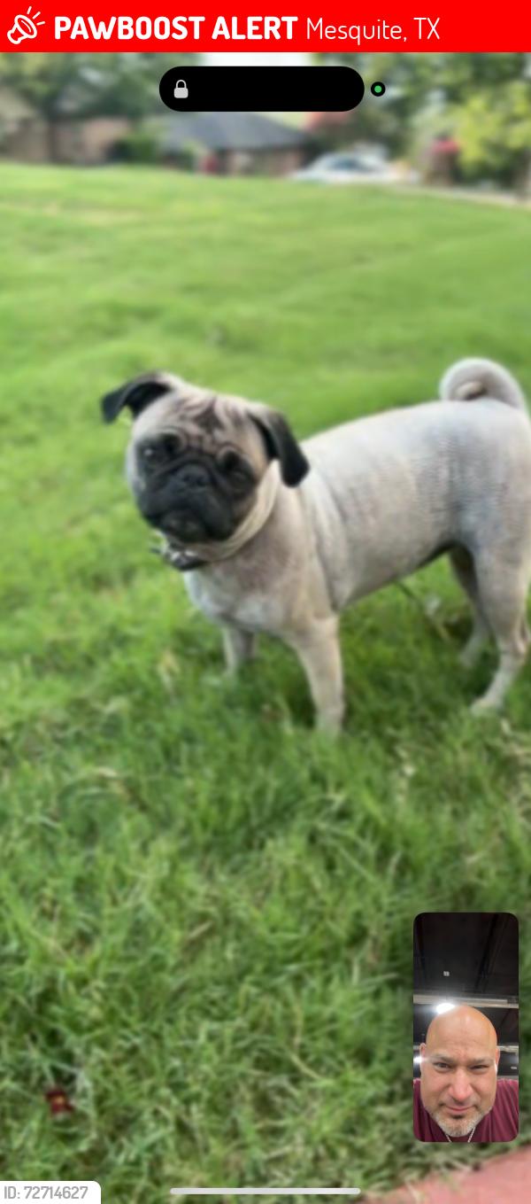 Lost Female Dog last seen Northwest and La Paz, Mesquite, TX 75150
