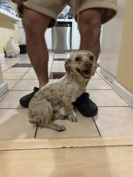 Found/Stray Male Dog last seen Clayton Road, San Jose, CA 95127