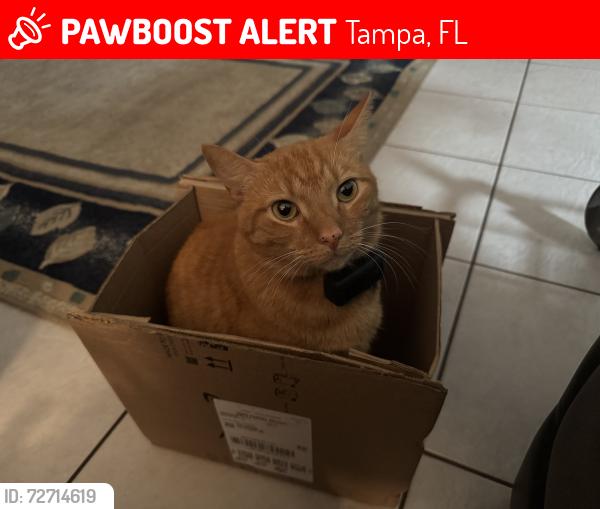 Lost Male Cat last seen Pittsfield Ave, near Salem St, Tampa, FL 33624
