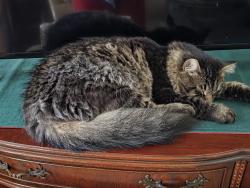 Lost Male Cat last seen Hwy 11 and 176 near the Dog hse., Campobello, SC 29322