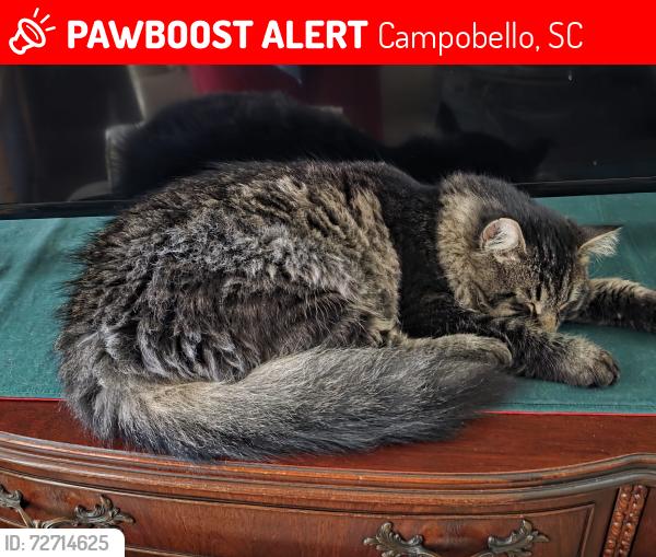 Lost Male Cat last seen Hwy 11 and 176 near the Dog hse., Campobello, SC 29322