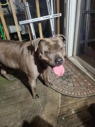 Found/Stray Female Dog last seen Hinkleman, 360th, Roy, WA 98580
