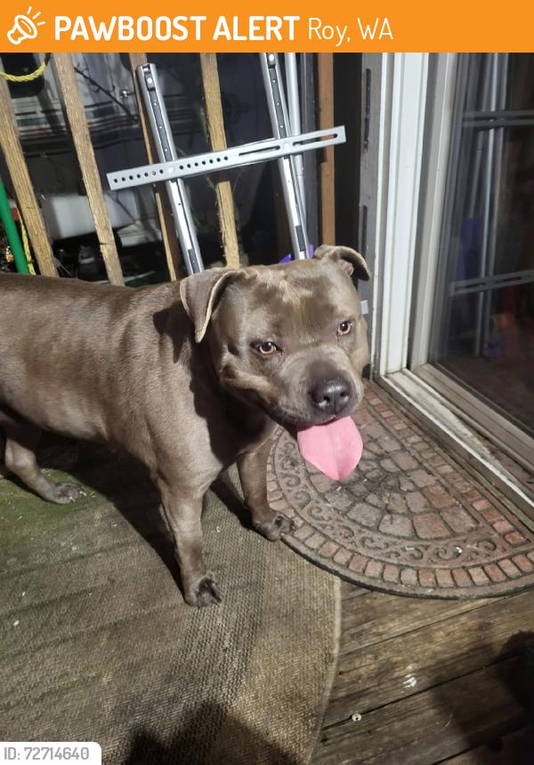 Found/Stray Female Dog last seen Hinkleman, 360th, Roy, WA 98580