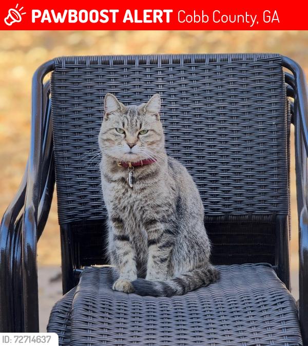 Lost Female Cat last seen Powder springs street / Spanish missionary church, Cobb County, GA 30060