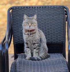 Lost Female Cat last seen Powder springs street / Spanish missionary church, Cobb County, GA 30060