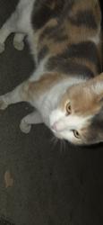 Found/Stray Unknown Cat last seen Baldwin, Arcadia, CA 91006
