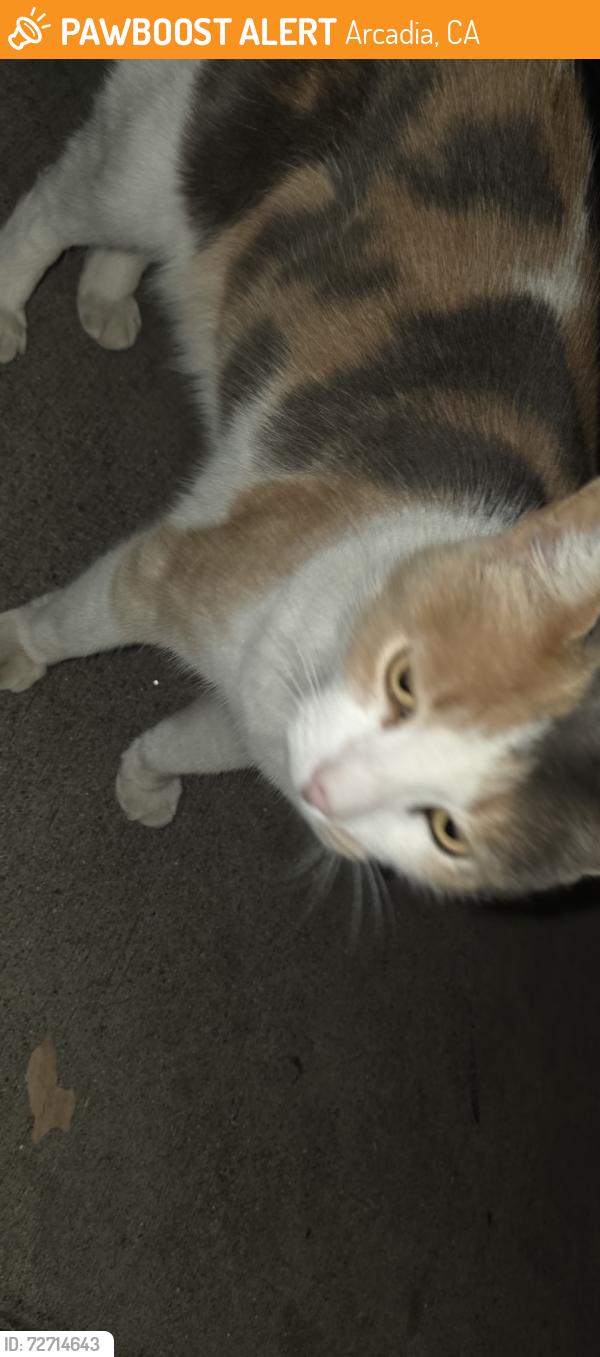 Found/Stray Unknown Cat last seen Baldwin, Arcadia, CA 91006