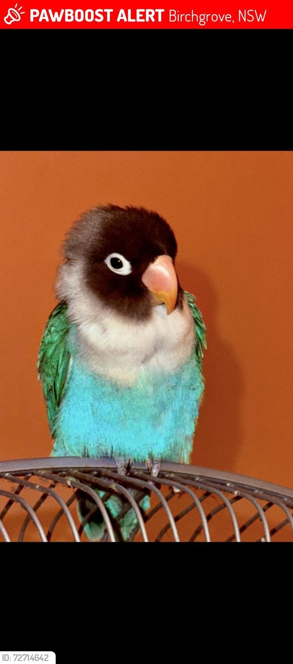 Lost Male Bird last seen College street balmain, Birchgrove, NSW 2041