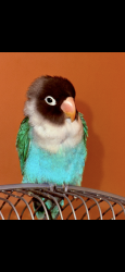 Lost Male Bird last seen College street balmain, Birchgrove, NSW 2041