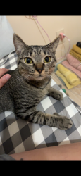 Lost Female Cat last seen Cortez blvd , Fort Pierce, FL 34982