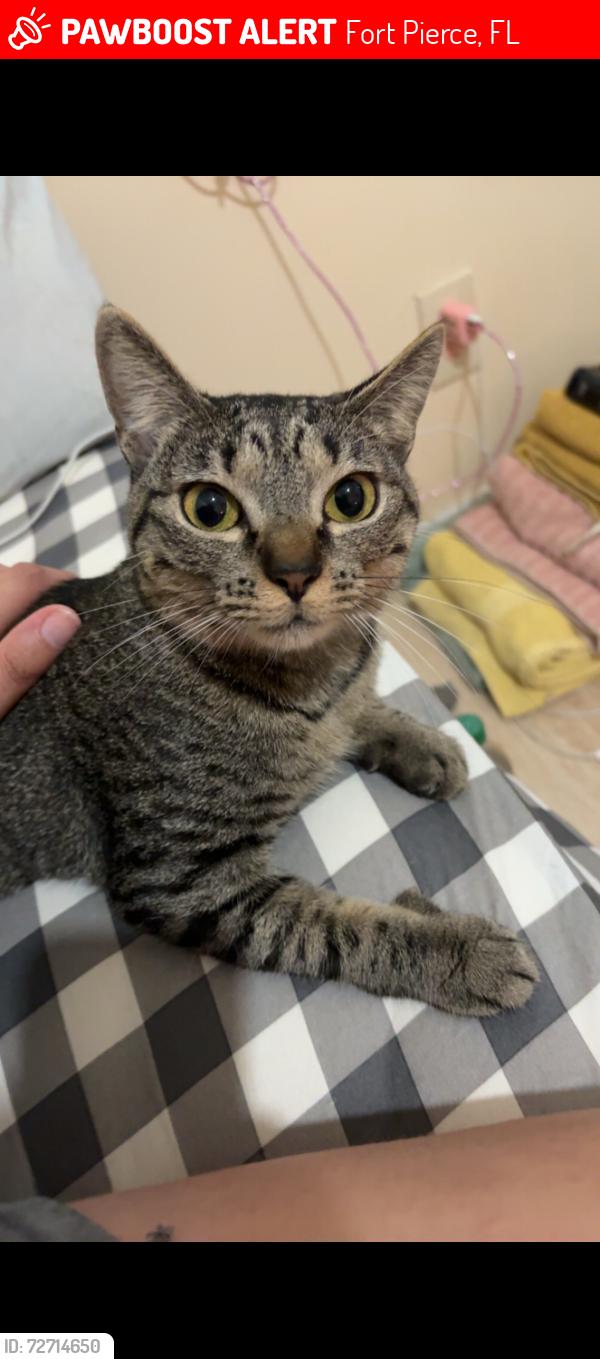 Lost Female Cat last seen Cortez blvd , Fort Pierce, FL 34982