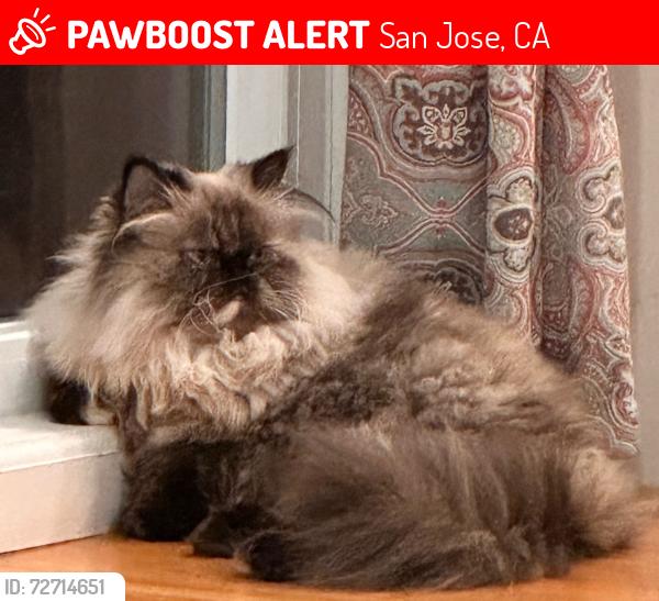 Lost Female Cat last seen Old ests ct, San Jose, CA 95135