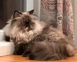 Lost Female Cat last seen Old ests ct, San Jose, CA 95135