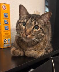 Lost Female Cat last seen Desoto CVS , DeSoto, TX 75115