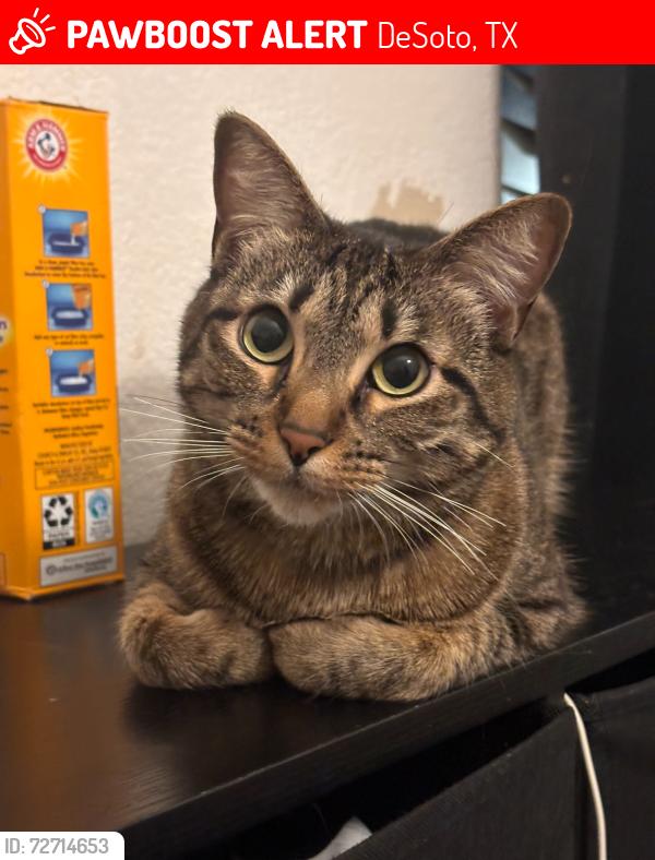 Lost Female Cat last seen Desoto CVS , DeSoto, TX 75115