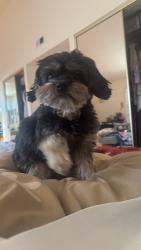 Lost Female Dog last seen 17th and N Broadway , Santa Ana , Santa Ana, CA 92706
