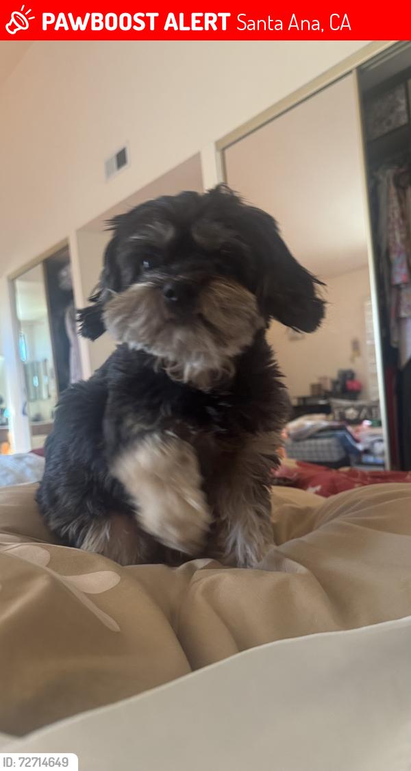 Lost Female Dog last seen 17th and N Broadway , Santa Ana , Santa Ana, CA 92706