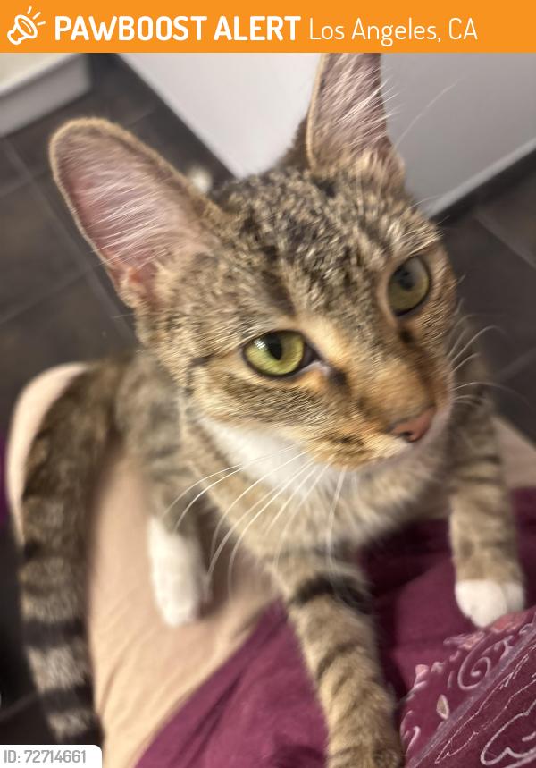 Found/Stray Unknown Cat last seen Ventura and Willis st , Los Angeles, CA 91403