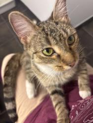Found/Stray Unknown Cat last seen Ventura and Willis st , Los Angeles, CA 91403