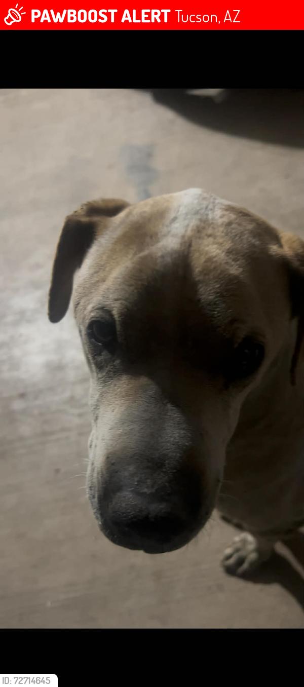 Lost Male Dog last seen 6th st & Medina Rd, Tucson, AZ 85706