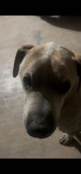 Lost Male Dog last seen 6th st & Medina Rd, Tucson, AZ 85706