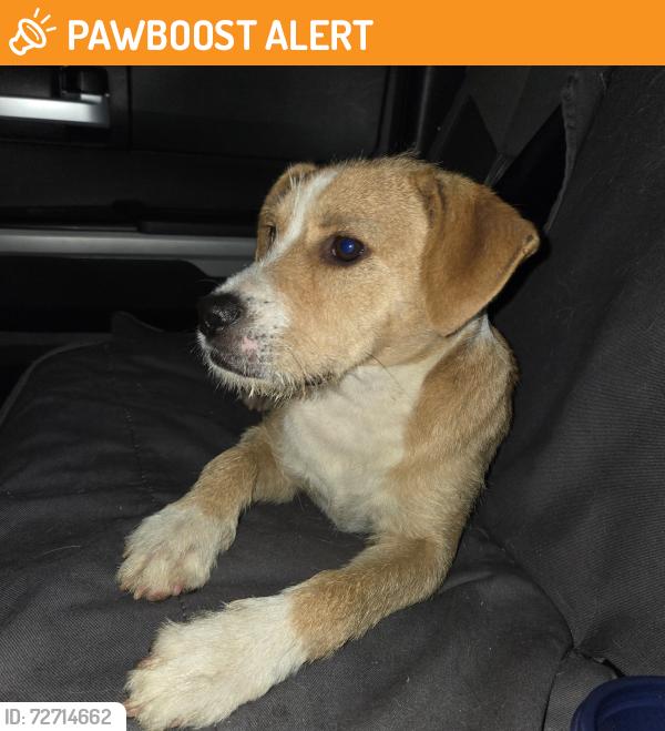 Found/Stray Female Dog last seen Down the street from Benito Juarez Park, Miami-Dade County, FL 33034