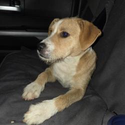 Found/Stray Female Dog last seen Down the street from Benito Juarez Park, Miami-Dade County, FL 33034