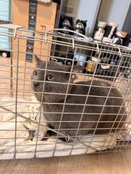Found/Stray Male Cat last seen Walker’s Chase s, Norfolk, VA 23503
