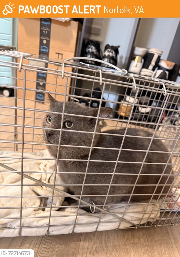 Found/Stray Male Cat last seen Walker’s Chase s, Norfolk, VA 23503