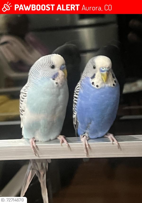 Lost Male Bird last seen Copperleaf park, Aurora, CO 80015
