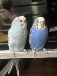 Lost Male Bird last seen Copperleaf park, Aurora, CO 80015