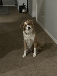 Lost Male Dog last seen Remington community in kissimmee, Kissimmee, FL 34744