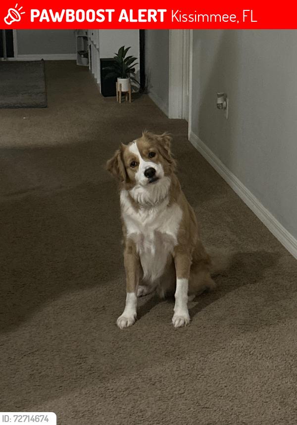 Lost Male Dog last seen Remington community in kissimmee, Kissimmee, FL 34744