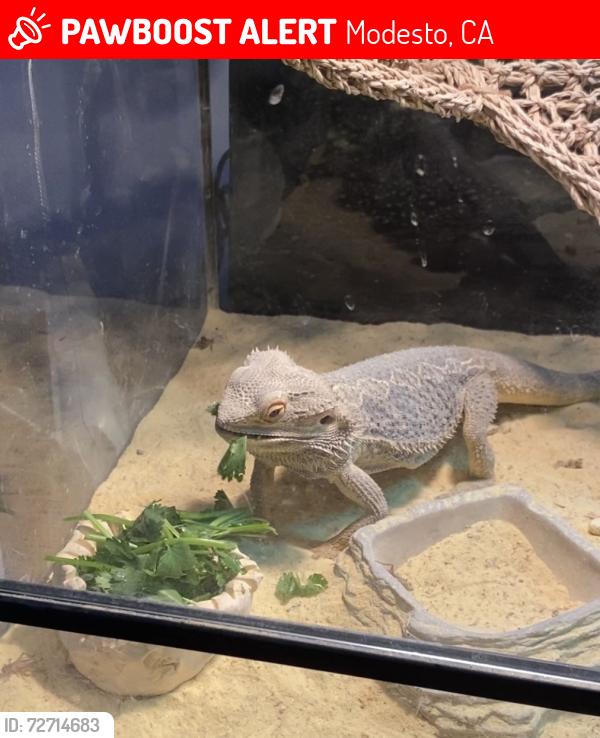 Lost Male Reptile last seen Roseburg ave, Modesto, CA 95350