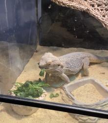 Lost Male Reptile last seen Roseburg ave, Modesto, CA 95350