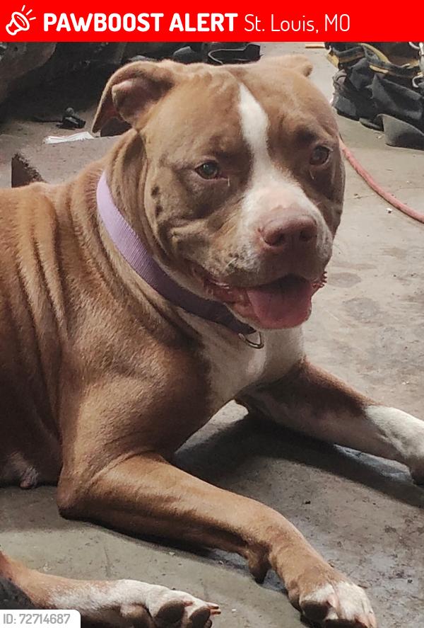 Lost Female Dog last seen Grap and concordia, St. Louis, MO 63116