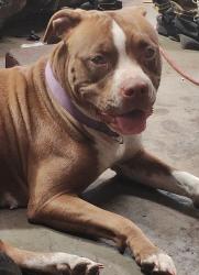 Lost Female Dog last seen Grap and concordia, St. Louis, MO 63116