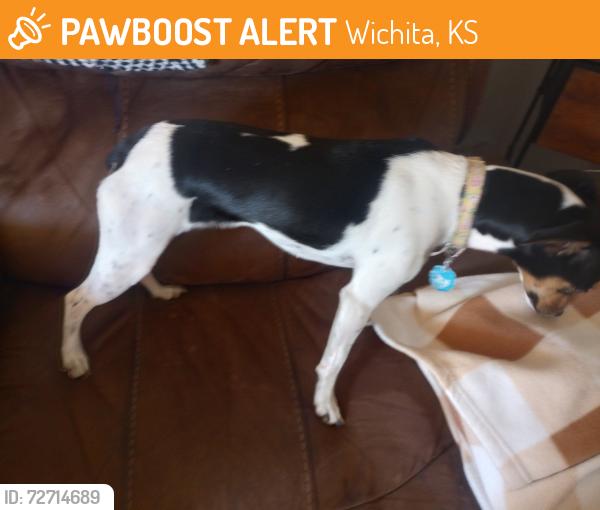 Found/Stray Female Dog last seen Near and south Southwood st , Wichita, KS 67217