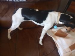 Found/Stray Female Dog last seen Near and south Southwood st , Wichita, KS 67217