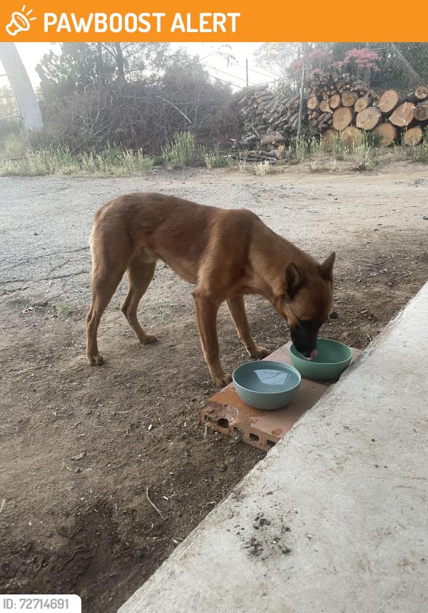 Found/Stray Male Dog last seen Hwy 74, Riverside County, CA 92570