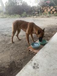 Found/Stray Male Dog last seen Hwy 74, Riverside County, CA 92570