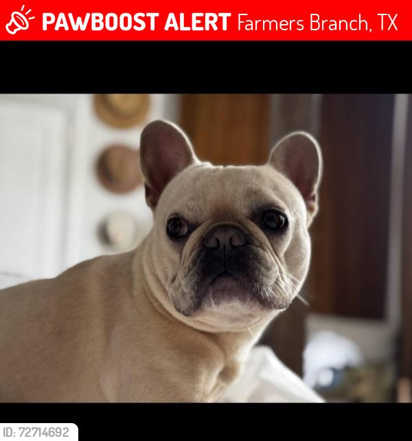 Lost Male Dog last seen Target, Addision on Beltline, two young girls seen him, Farmers Branch, TX 75234