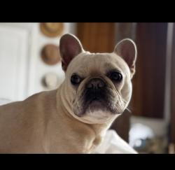 Lost Male Dog last seen Target, Addision on Beltline, two young girls seen him, Farmers Branch, TX 75234