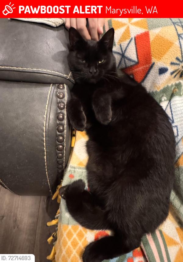 Lost Female Cat last seen 87th Ave NE, Marysville, WA 98270