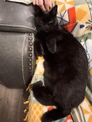 Lost Female Cat last seen 87th Ave NE, Marysville, WA 98270