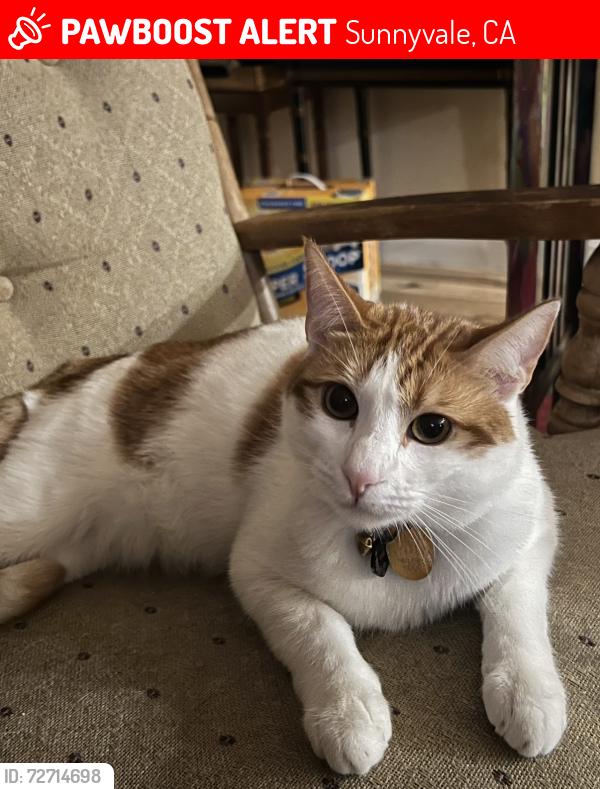 Lost Male Cat last seen Morningside Dr. Sunnyvale, CA , Sunnyvale, CA 94087